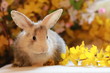 Kaninchen in Blüten