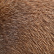 Foto: Abstract Background Texture Closeup Of Animal Fur Abstract Background Texture Closeup Of Animal Fur