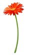 Fresh Orange Gerbera Flower in Full Blossom
