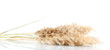 reeds, isolated on white