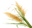reeds, isolated on white