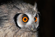 White-faced owl (Otis leucotis)