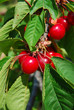 Cerises