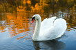 Photo: swan in fall swan in fall