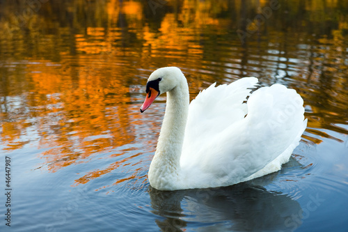 Photo: swan in fall swan in fall