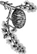 Branch of tree with pine cone