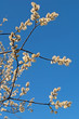 Weidenkätzchen - Salix spec