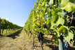 Tuscany vineyard