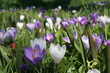 Krokus