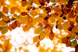 Herbstlicher Hintergrund