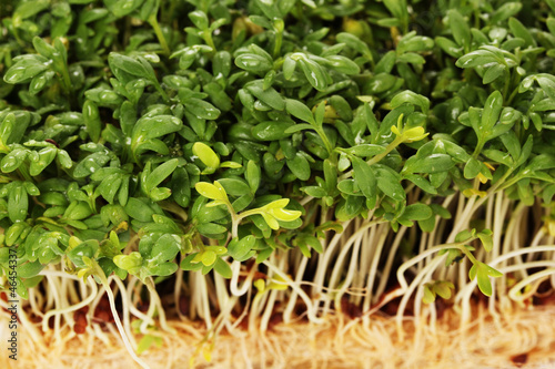Photo: Fresh cress salad closeup Fresh cress salad closeup