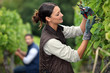 Foto: Couple pruning grape vines Couple pruning grape vines