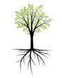 Abstract decorative tree with foliage and roots