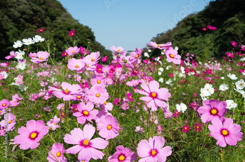 Photo: コスモス コスモス