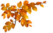 Buchenherbstlaub auf weiß