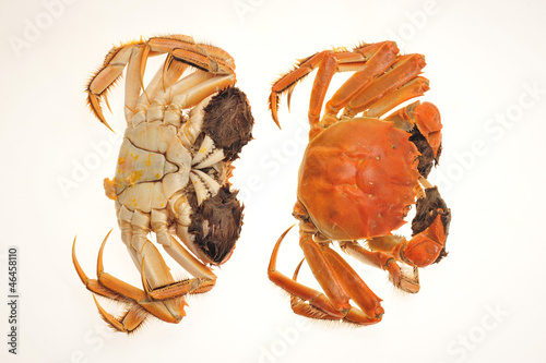 Photo: Steamed Cooked Hairy Crabs Steamed Cooked Hairy Crabs