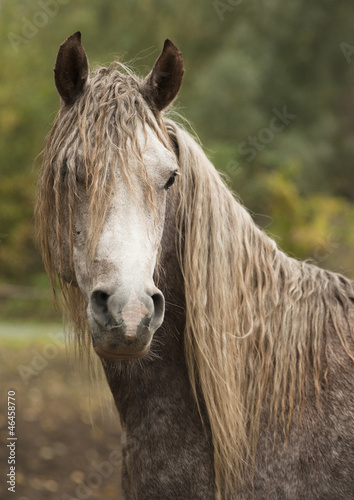 Photo: horse horse