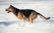 dog ruuning on the snow