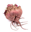 Photo: fresh beetroot isolated on white background fresh beetroot isolated on white background