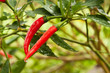 Chili