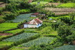 Landscape of green tea plantations. Munnar, Kerala, India