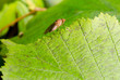 fly on edge closeup