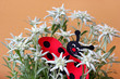 Edelweiss mit Marienkäferschmuck