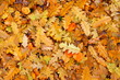 bunte eiche herbst blätter