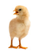 curious reddish - yellow chicken