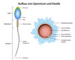 structure sperm and ovum german
