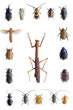 bugs