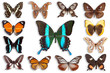 Photo: butterflies butterflies