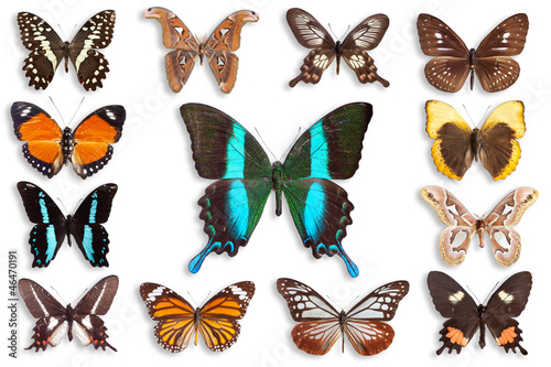 Photo: butterflies butterflies