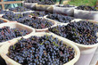 Foto: Baskets of wine grapes Baskets of wine grapes
