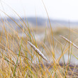 Nordseedünen im Winter, Insel Juist, Wintersaison