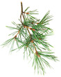 pine twig on a white background