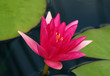Photo: Pink Waterlily Pink Waterlily