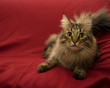 Main Coon Katze
