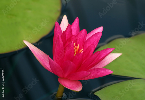 Photo: Pink Waterlily Pink Waterlily