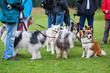Elos auf dem Hundeplatz