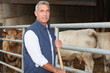 Livestock of cows