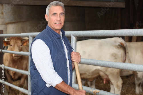 Photo: Livestock of cows Livestock of cows