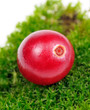 Cranberry on Green Moss Close-Up