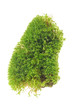 Green Moss Isolated on White Background