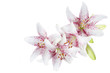 White lillies