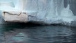 Beluga whale coming to the surface to breathe