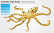 Blue-ringed octopus