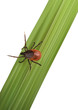 Illustration eines Tick auf Gras