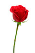 Photo: Beautiful red rose isolated on white background Beautiful red rose isolated on white background