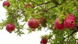 pomegranate tree